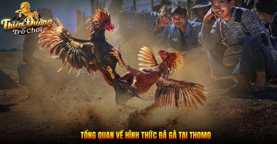 Đá Gà Thomo - Tổng Hợp Các Thông Tin Cần Biết Cho Tân Thủ