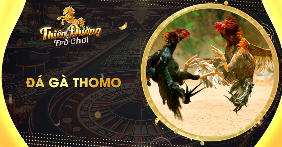 Đá Gà Thomo - Tổng Hợp Các Thông Tin Cần Biết Cho Tân Thủ