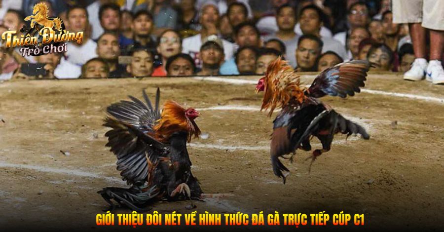 Trực Tiếp Đá Gà C1 Hôm Nay: Sôi Động Cùng Trận Đấu Đỉnh Cao