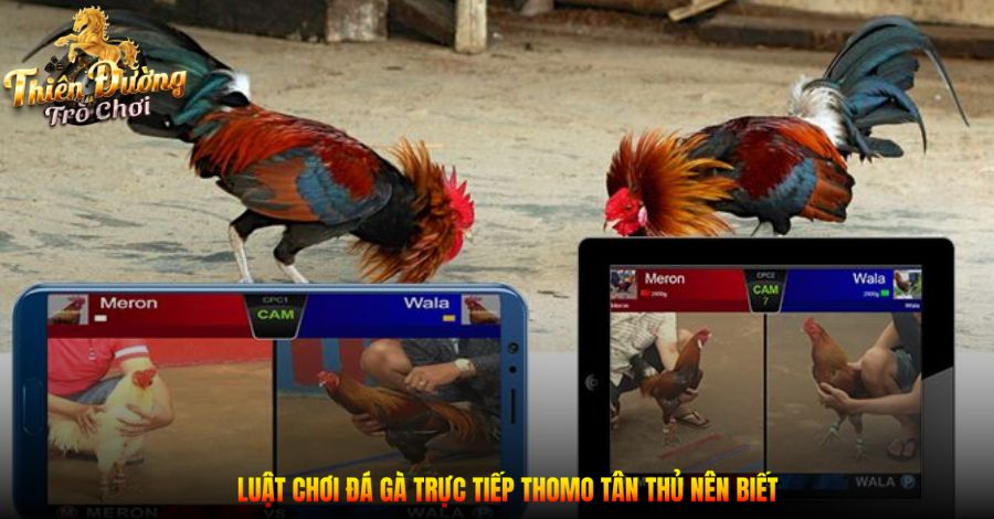 Đá Gà Thomo - Tổng Hợp Các Thông Tin Cần Biết Cho Tân Thủ