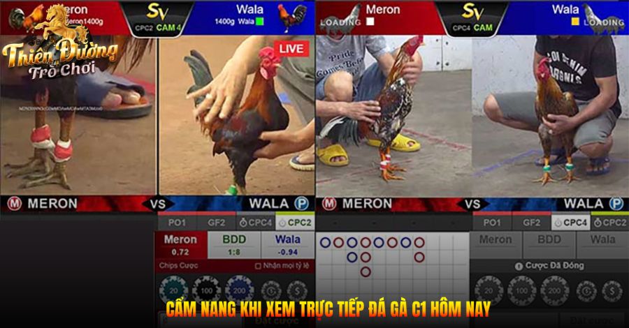 Trực Tiếp Đá Gà C1 Hôm Nay: Sôi Động Cùng Trận Đấu Đỉnh Cao