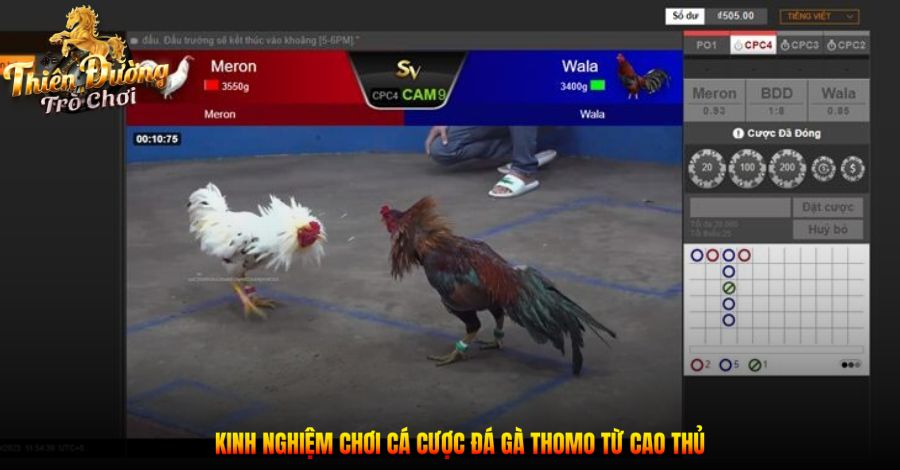 Đá Gà Thomo - Tổng Hợp Các Thông Tin Cần Biết Cho Tân Thủ