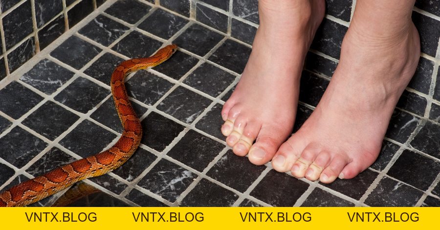 Giải nghĩa chi tiết giấc mơ thấy rắn và những bí ẩn phía sau