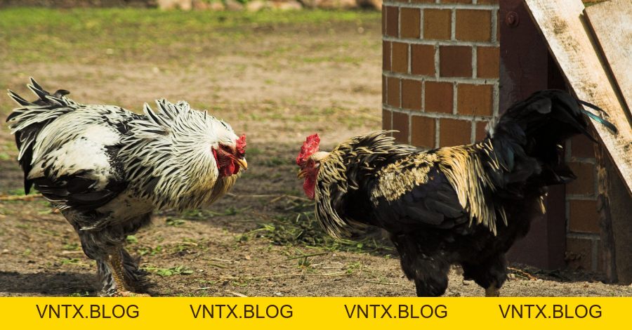 Đá gà Campuchia - Hình thức giải trí của hàng triệu sư kê Việt